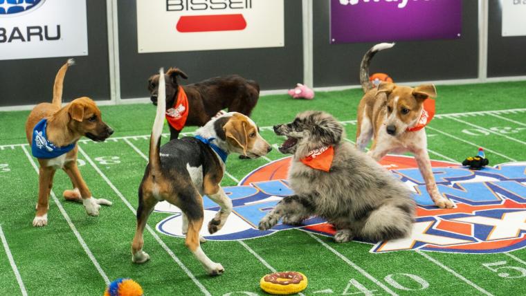 Programul Puppy Bowl 2025, ora de începere, canal TV și cum să urmărești competiția canină