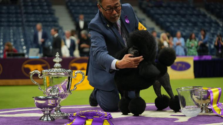 Pe ce canal este astăzi Westminster Dog Show? Orar, program TV, transmisiuni live pentru competiția din 